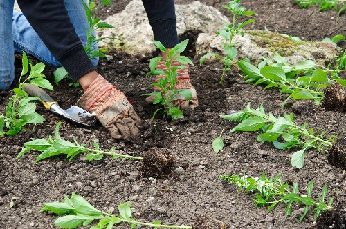 A gardener wearing gloves and dark clothing is planting young green shrubs into dark, freshly turned soil in a landscaped garden. The garden features a neatly arranged flower bed with small plants and herbs, bordered by rocks and soil. The background shows additional planting beds and garden areas, indicating ongoing garden maintenance or landscaping work. Natural daylight illuminates the scene, emphasizing the vibrant green foliage and rich soil textures, typical of outdoor gardening work in Greenwich. The image captures a professional gardening service, such as lawn mowing or planting, demonstrating detailed attention to garden layout and plant care, supporting local gardening services like Lawn Mowing Greenwich.